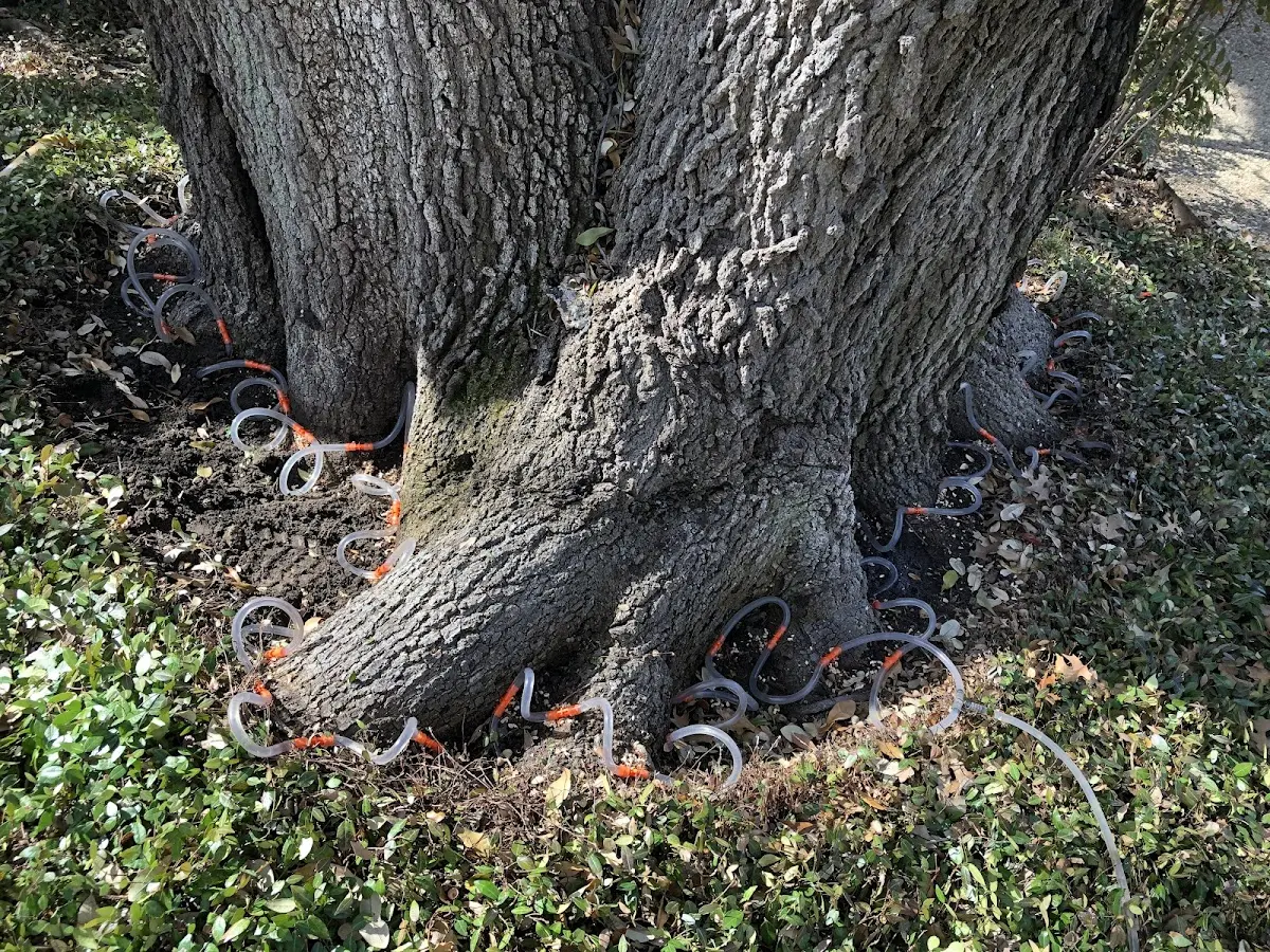 Detailed Tree Cabling and Bracing job site in Hooper
